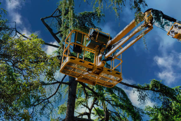How Our Tree Care Process Works  in  Red Bank, TN