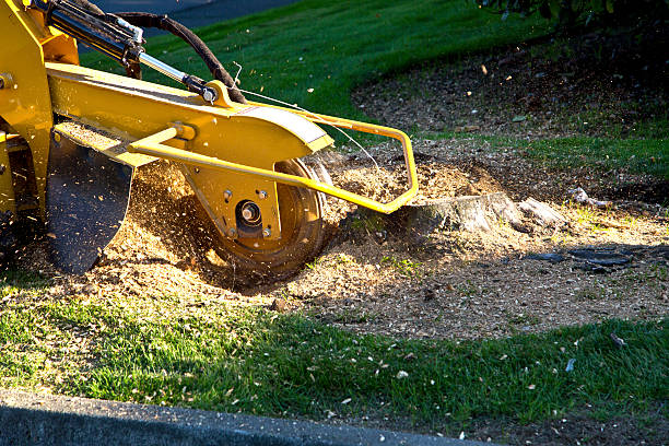 Best Root Management and Removal  in Red Bank, TN