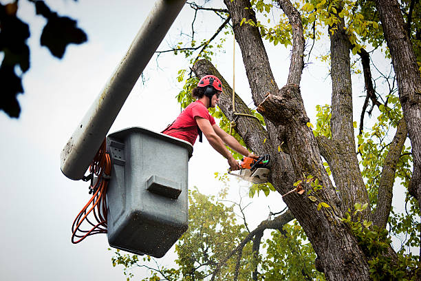 Best Tree and Shrub Care  in Red Bank, TN