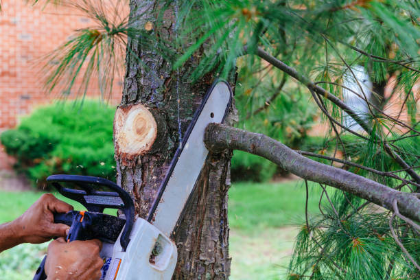Best Tree Removal  in Red Bank, TN