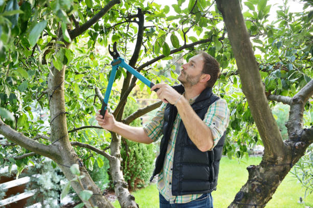 Best Tree Disease Treatment  in Red Bank, TN